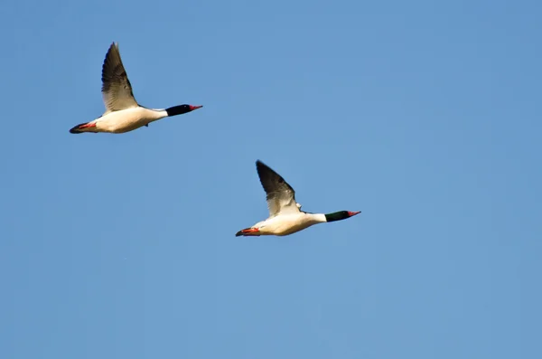 Společné mergansers létající unisono — Stock fotografie