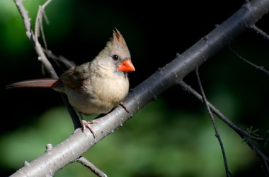 bir ağaca tünemiş kadın Kuzey Kardinal