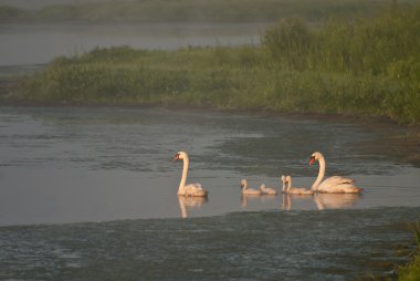 Aile bir sisli sabahı beyaz kuğu