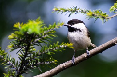 herdem yeşil bir ağaca tünemiş siyah şapkalı bülbül