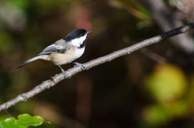 Siyah şapkalı bülbül ağaca tünemiş