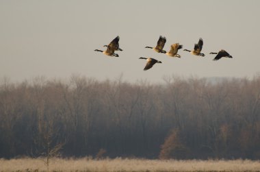 Kanada kazlar uçuş alarak캐나다 거 위 비행을 복용