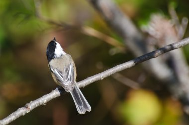 Siyah şapkalı bülbül ağaca tünemiş