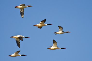 Common Mergansers Flying In A Blue Sky clipart