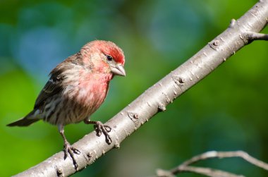 Finch Hanesi Ağaca Tüymüş