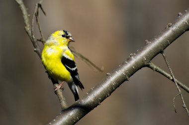 Erkek ispinozu Üreme Pluguna Dönüyor