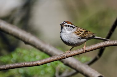 yonga ağaca tünemiş serçe