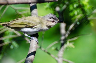 Kırmızı VIREO bir ağaca tünemiş