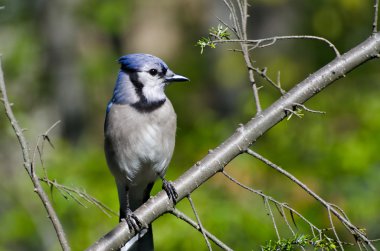 mavi alakarga ağaca tünemiş