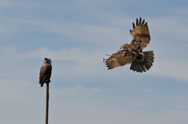 olgunlaşmamış kırmızı yapay baykuş saldıran Şahin kuyruklu