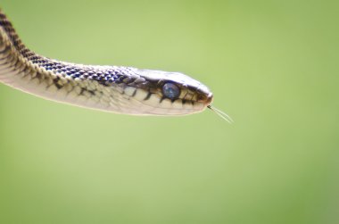 Garter yılanı yakın çekim