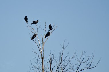 kısır bir ağaca tünemiş beş kargalar