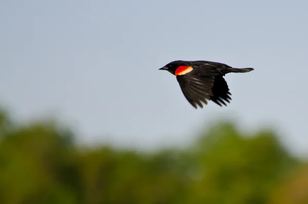 Pájaro negro alado rojo en vuelo — Foto de Stock