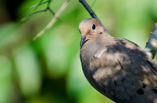 Zbliżenie mourning dove — Zdjęcie stockowe