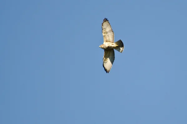 Breitflügelfalke fliegt in blauem Himmel — Stockfoto