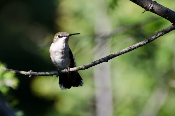 Ruby throated hummingbird wznosi się w drzewo — Zdjęcie stockowe