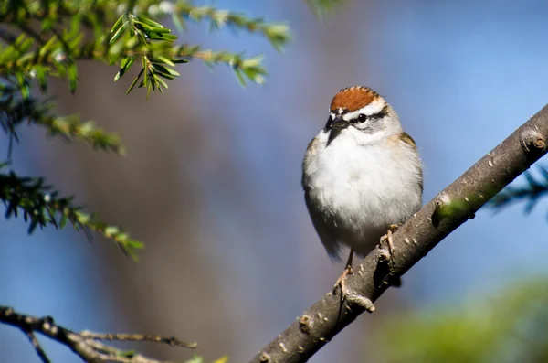 Chipping Sparrow Perched in a Tree — Stockfoto