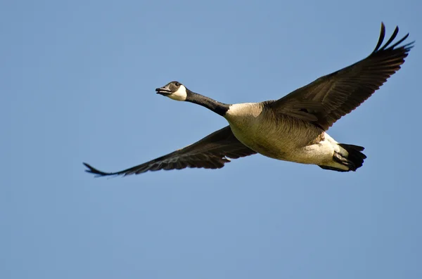 Kanada gås flyger i en blå himmel — Stockfoto