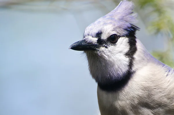 Close up van een blue jay — Stockfoto