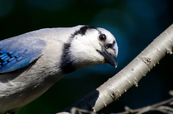 Ciekawy młodych blue jay patrząc ci w oczy — Zdjęcie stockowe