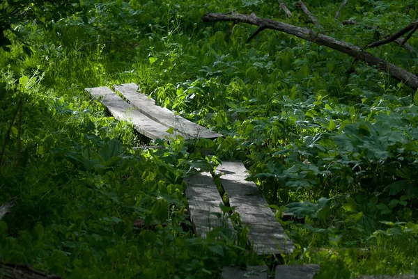 Trilha escondida na floresta — Fotografia de Stock