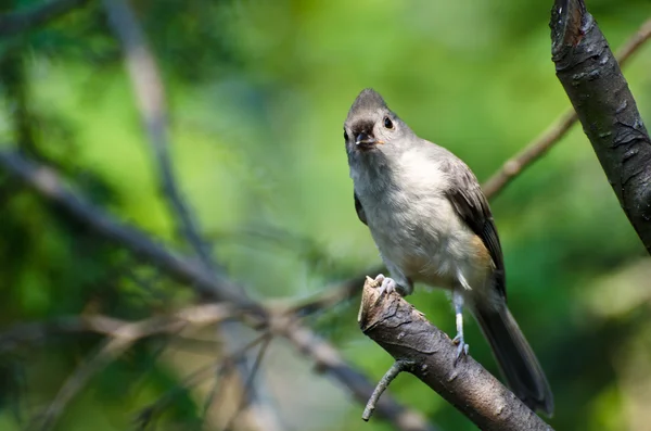 Tufted Titmouse olhando para você no olho enquanto empoleirado em um ramo — Fotografia de Stock