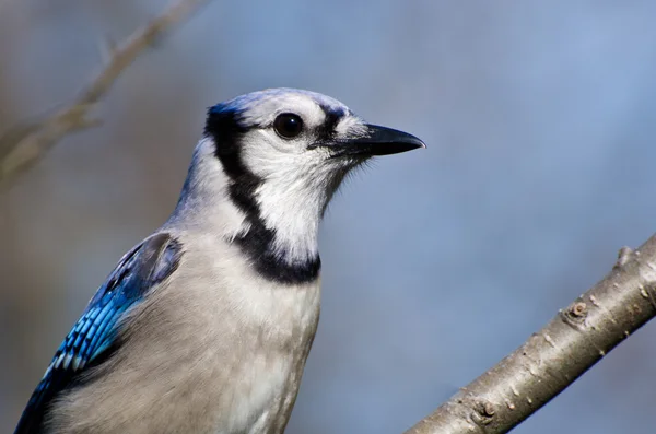 Fechar Perfil de um Jay Azul — Fotografia de Stock