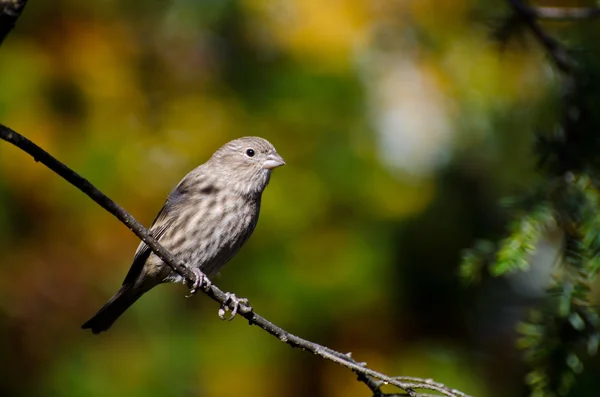 Finch Casa encaramado en otoño —  Fotos de Stock