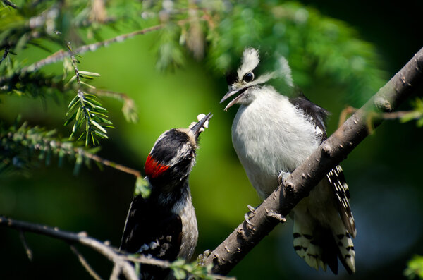 Young Downy Woodpecker Being Fed By Its Father