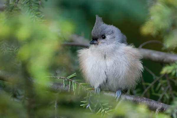 Young Titmouse all Puffed Up — Stock Photo, Image