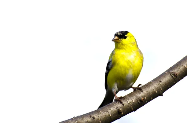 Manliga goldfinch uppflugna på en gren — Stockfoto
