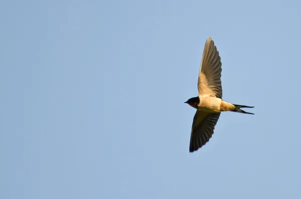 Deglutizione fienile in volo — Foto Stock