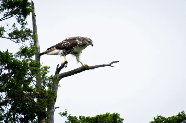Red - tailed hawk zat in cedar boom — Stockfoto