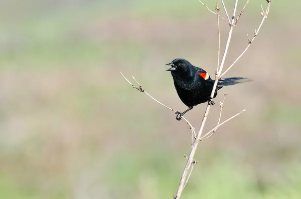 Краснокрылая черная птица, запертая в дереве — стоковое фото