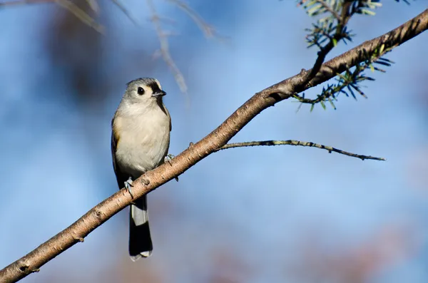 Tufted Titmouse Perched in a Tree — Stock Photo, Image