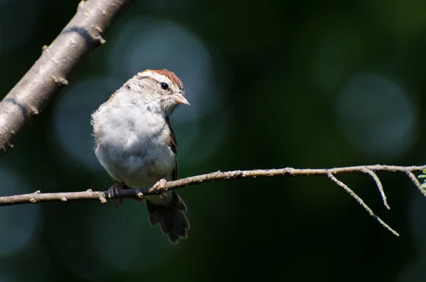 Chipping Sparrow Perched in a Tree — Stockfoto