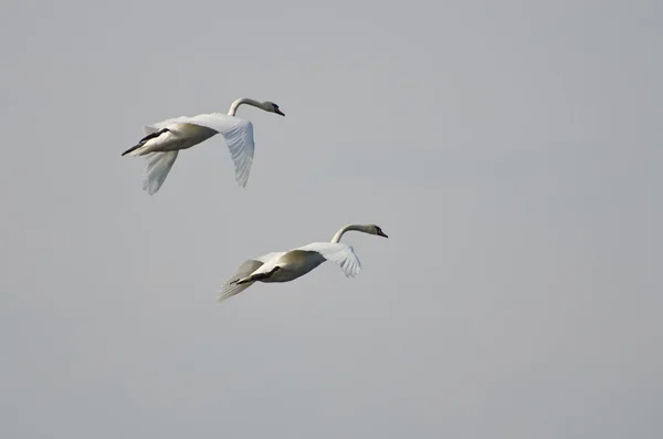 Sincronizzato Volare — Foto Stock