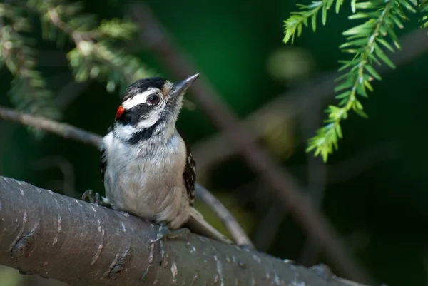 Downy burung pelatuk bertengger di cabang — Stok Foto