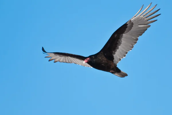 Truthahngeier auf der Flucht — Stockfoto