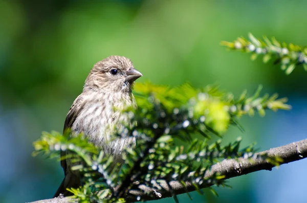 Casa Finch Encaramado en un árbol — Foto de Stock