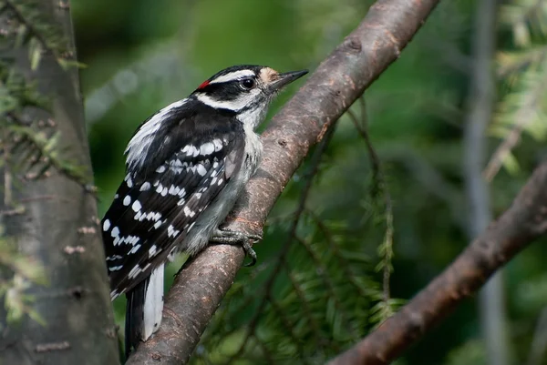 Downy Woodpecker Empoleirado em uma árvore — Fotografia de Stock