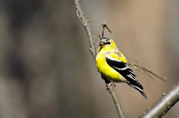 Goldfinch masculino mudando para a plumagem de reprodução — Fotografia de Stock