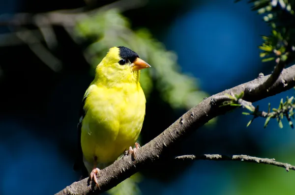 Male American Goldfinch Perched in a Tree — Stock Photo, Image