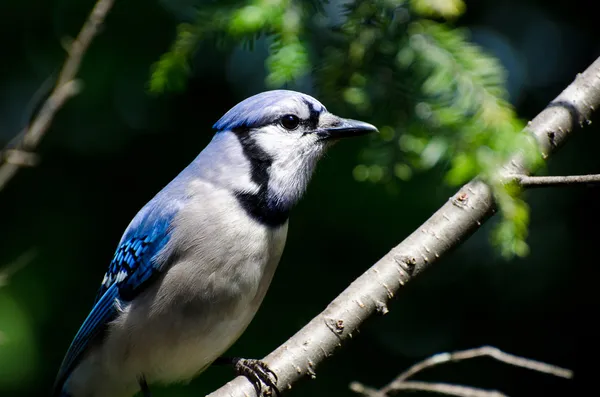 Close Profile of Blue Jay in Summer — Stock Photo, Image