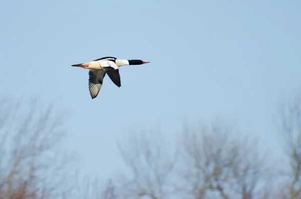 Common Merganser Flying Across a Blue Sky — Stock Photo, Image