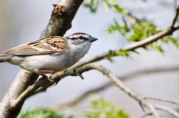 Chipping Sparrow Perched in a Tree — Stockfoto