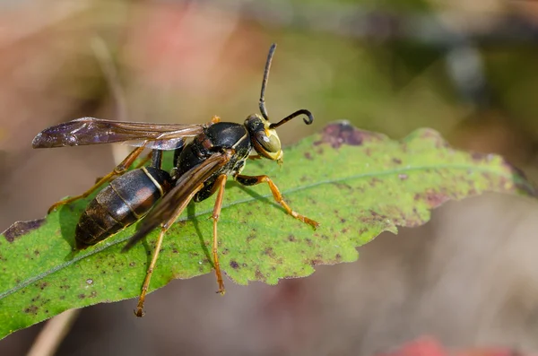 Wespe ruht auf einem grünen Blatt — Stockfoto