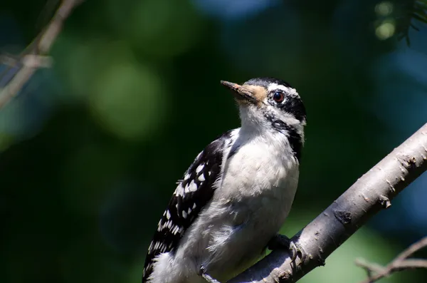 Downy Woodpecker Perched in a Tree — Stock Photo, Image