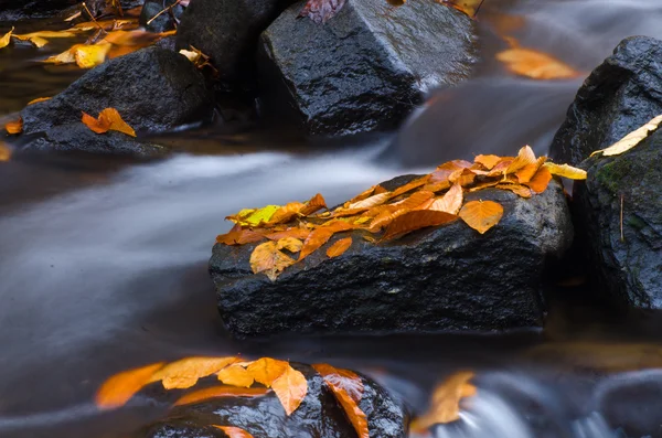 Foglie bagnate cadute nel tardo autunno — Foto Stock