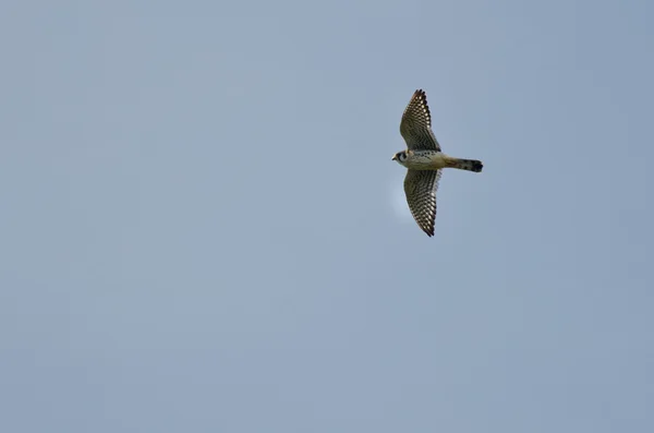 American Kestrel Flying In a Blue Sky — Stock Photo, Image